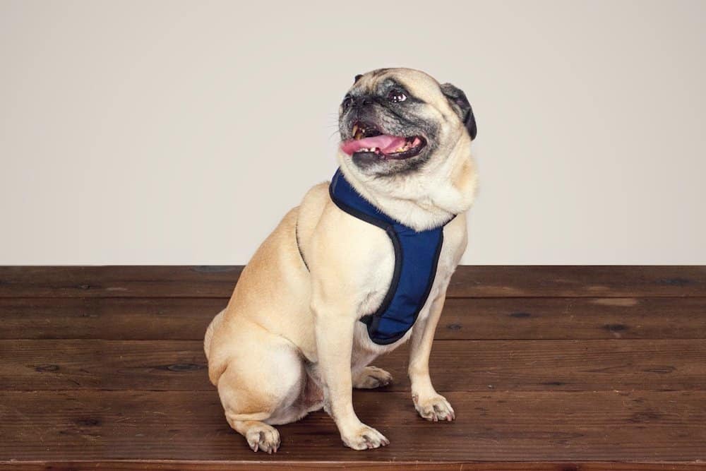The Best Harness For Pugs