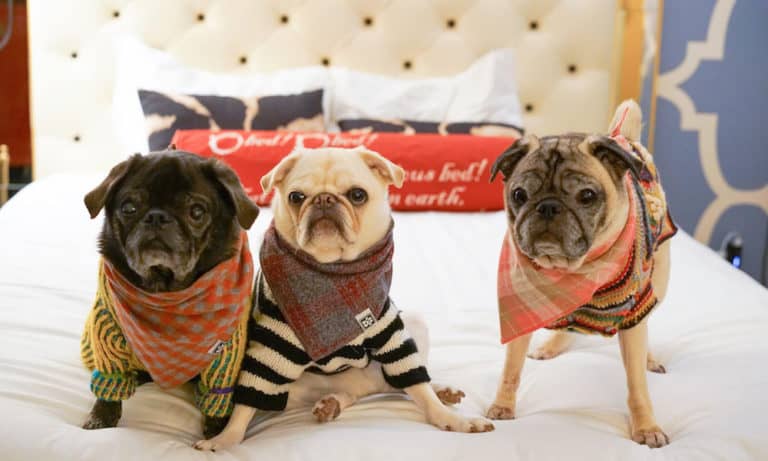 Pet-Friendly Hotels with No Fees – Pets Stay Free!