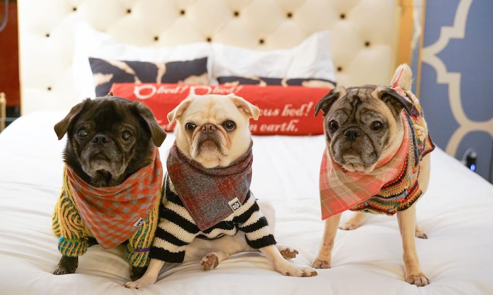 Check out these hotel chains that welcome your furry friends without any extra costs - that's right, no extra fees, no deposits, and no one time payments.