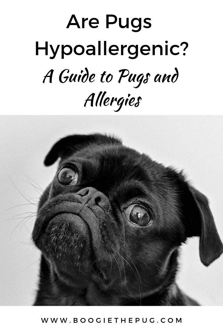 If you're an allergy sufferer and a pug lover, here are the things you need to know. Check out our guide to pugs and allergies. 