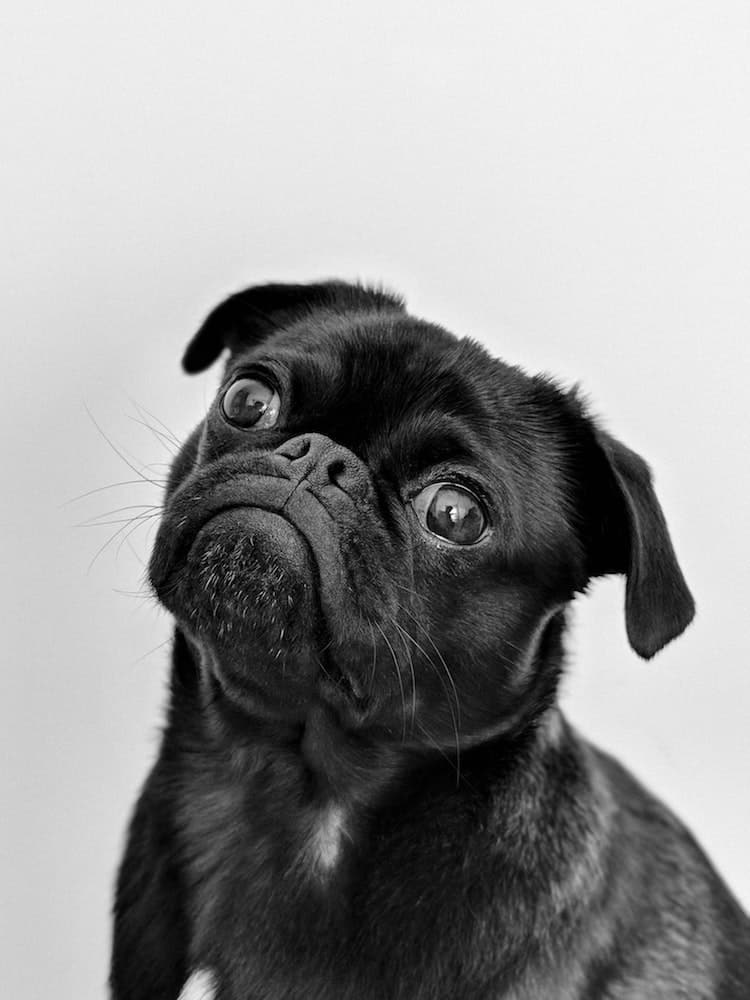 A black pug looking up.
