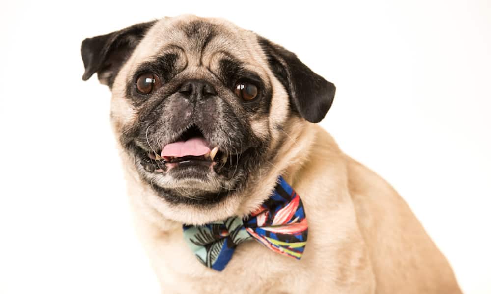 Want to add a pug to your family? There are almost 40 pug rescues across the USA! Rescuing is a great way to find a new furry friend and save a life.