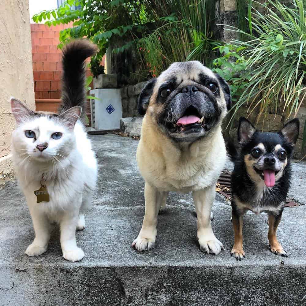 Two dogs and a cat. 