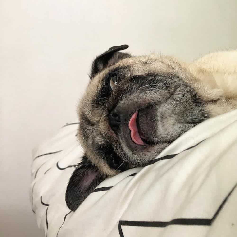 Any pug owner will tell you that pugs are special. There's nothing quite like the pug life! Read on to learn 20 things that only pug owners would know.