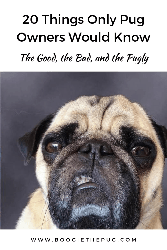 Any pug owner will tell you that pugs are special. There's nothing quite like the pug life! Read on to learn 20 things that only pug owners would know.
