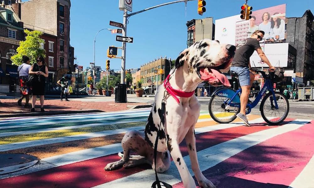 Greenwich Village is one of NYC's most vibrant and dog-friendly neighborhoods. Grab your four-legged bff and hit up these dog-friendly locations.