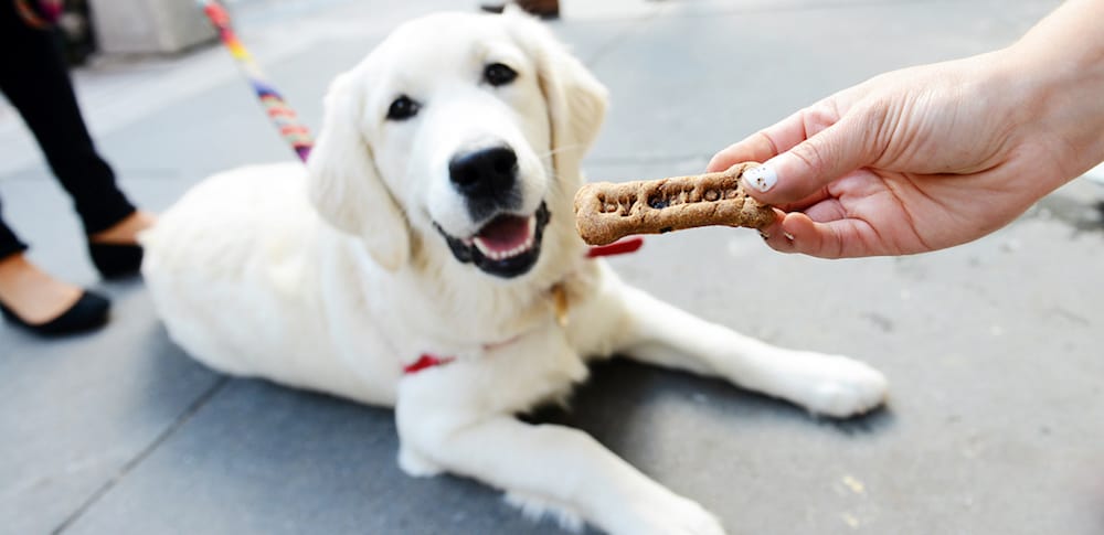 Going out for a bite to eat can now include dinner and dessert for your pup. The following restaurants and cafes in New York City offer dog menus.