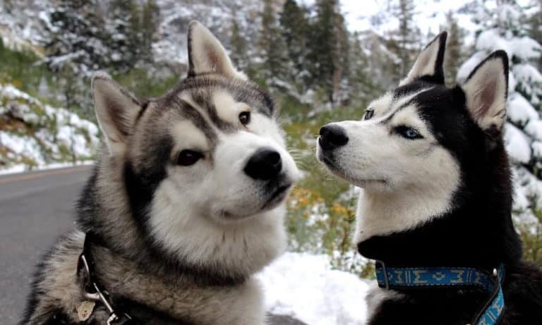 Around The World With Two Huskies: An Interview With Laura And Tom