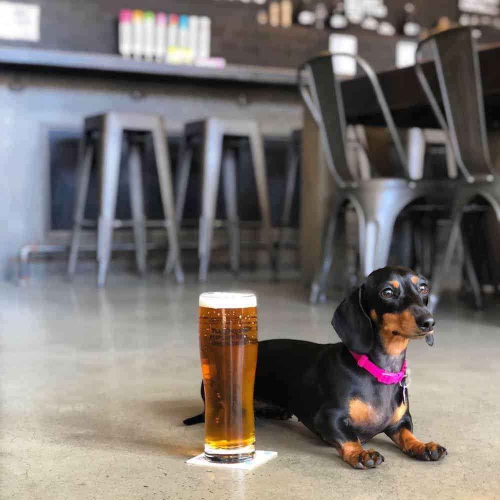 Many NYC breweries are welcoming to booze-guzzling dog lovers. Here's a list of dog-friendly breweries in NYC. Grab your pup, and a pint!