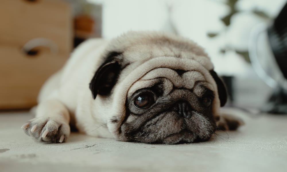 why do pugs bark so much