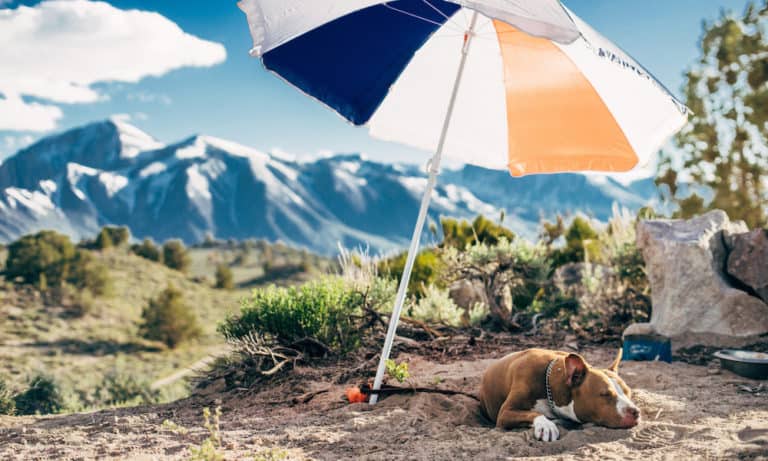 The Best Ways To Keep Your Dog Cool