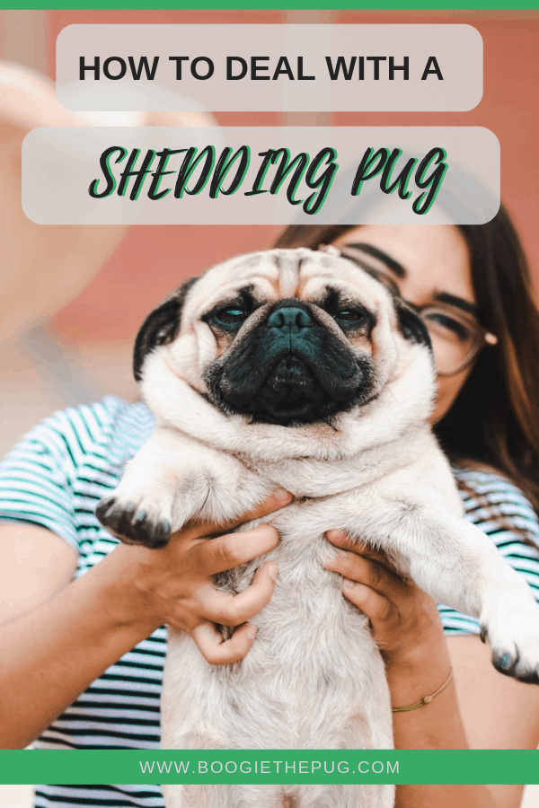 If you're new to the pug life, then you might be surprised to learn that pugs shed an insane amount. Here are tips to help manage pug shedding. 