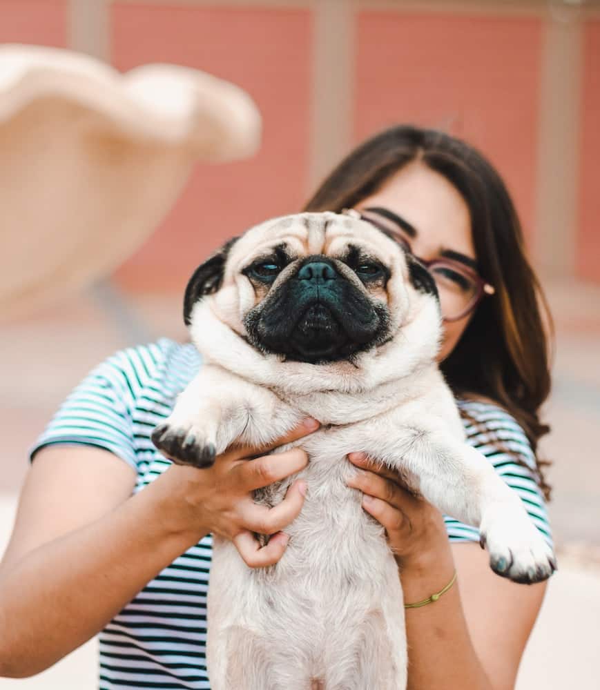 If you're new to the pug life, then you might be surprised to learn that pugs shed an insane amount. Here are tips to help manage pug shedding. 