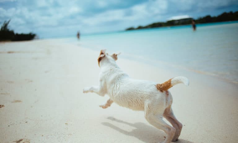 Tips For Taking Your Dog To The Beach