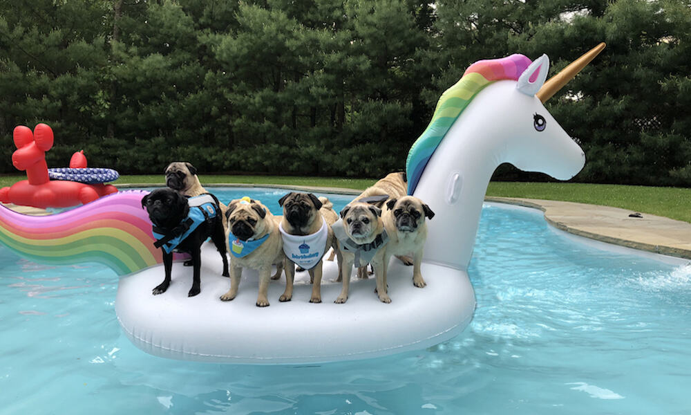 Pug sales pool float