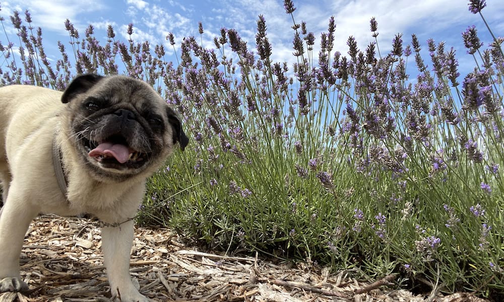 A pug in Lavender fields.