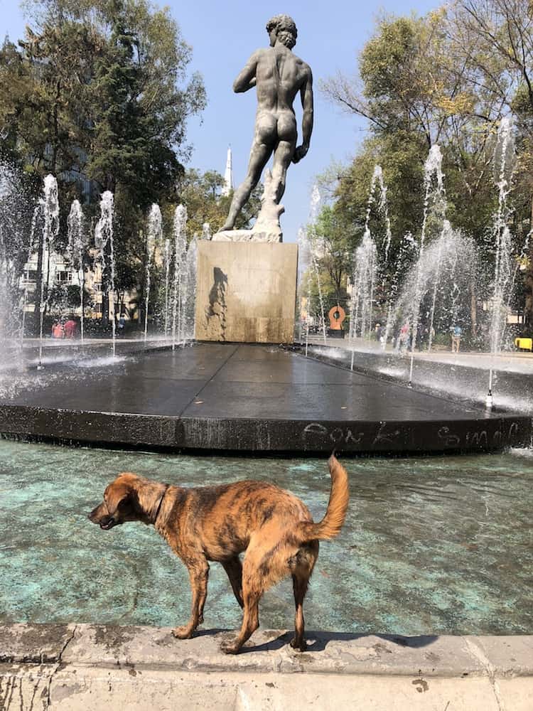 A dog at a fountain in Mexico City. 