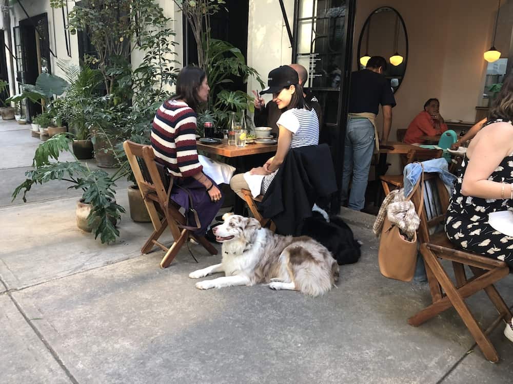 Mexico City is the most dog-friendly city we've visited so far. Here are photos of dogs in Mexico City who are out and about. Enjoy!