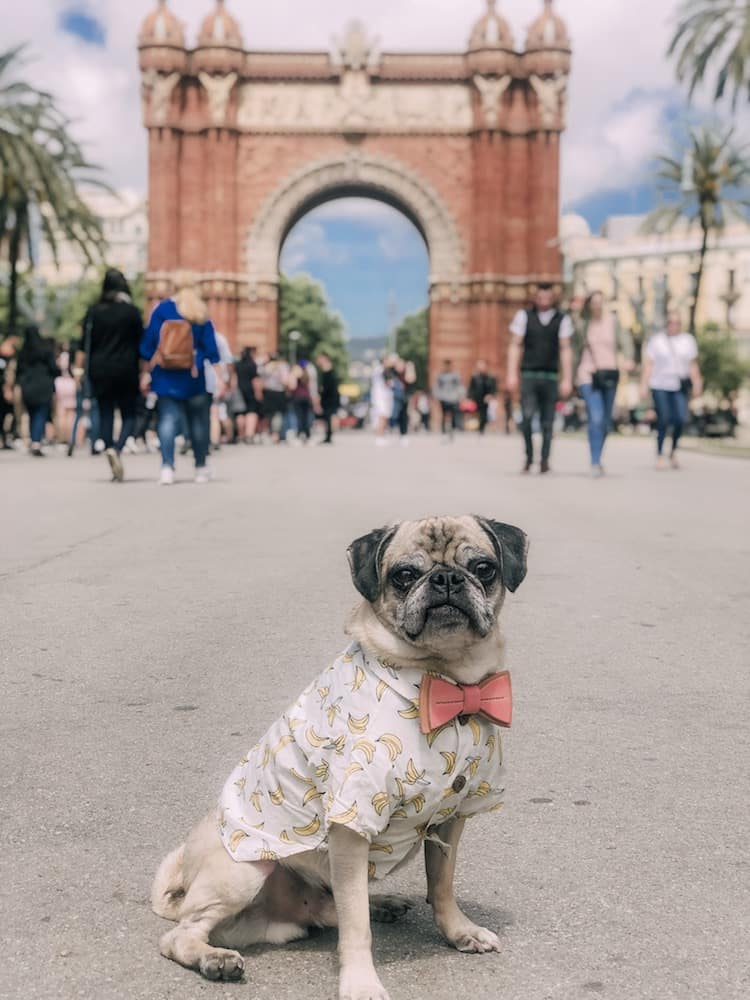 This four day Barcelona itinerary is dog-friendly! Here's how to spend four fun filled days exploring Barcelona with your furry pal. 
