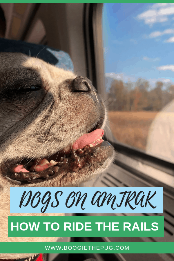 can dogs go on amtrak