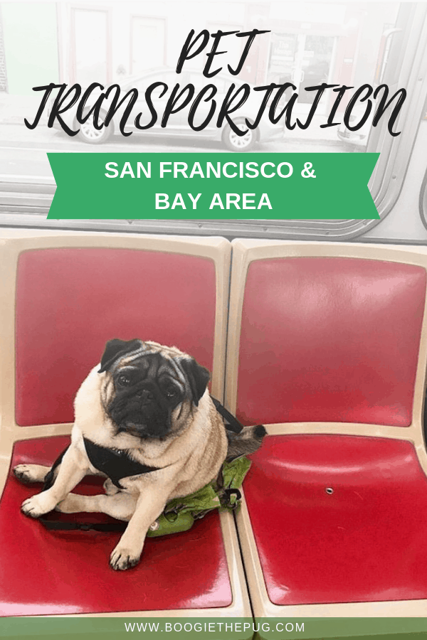 Public transportation is cost effective and convenient. Here's the low down on all pet-friendly San Francisco and Bay Area transportation. 