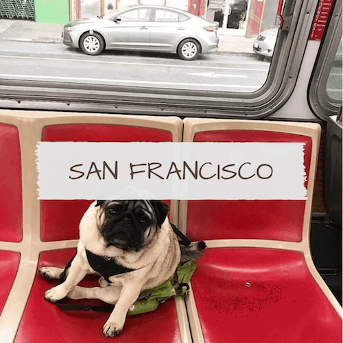 Dog-Friendly San Francisco