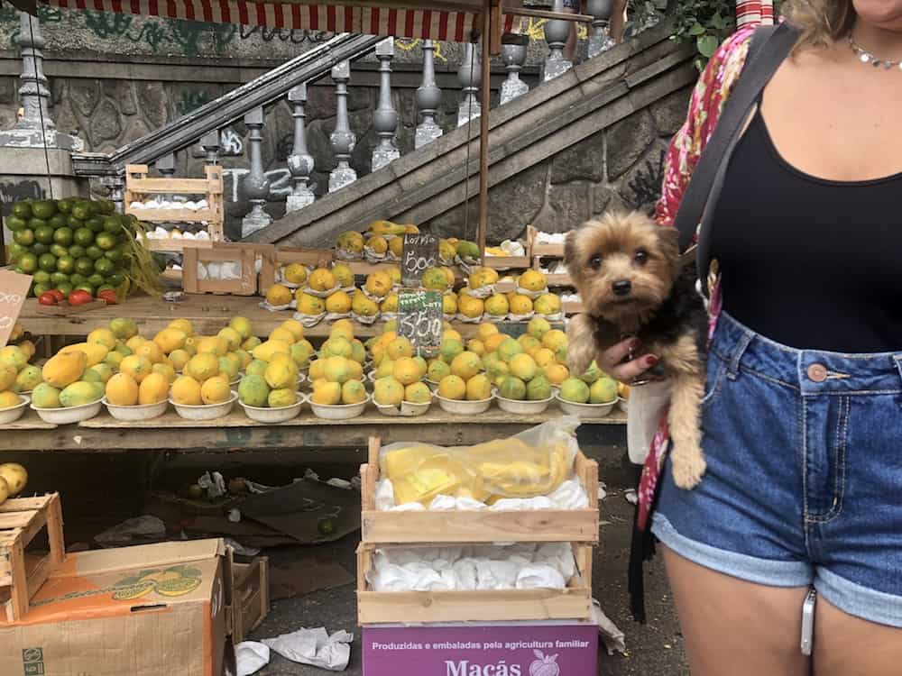 A dog at a fruit market. 