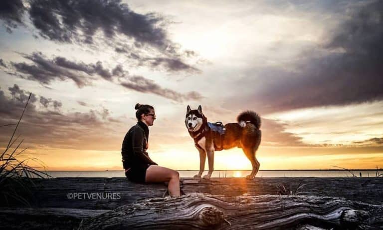 Adventures With a Husky: An Interview with Pet Ventures