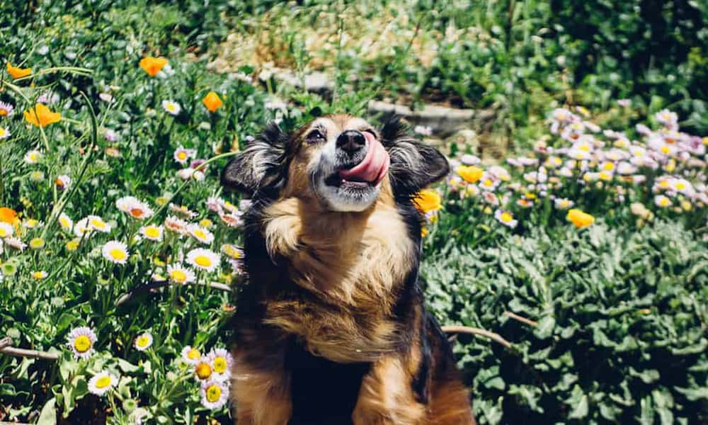 Think senior dogs can't travel? Think again. Learn how Babu the senior dog continues to travel and live the good life at the age of 16!