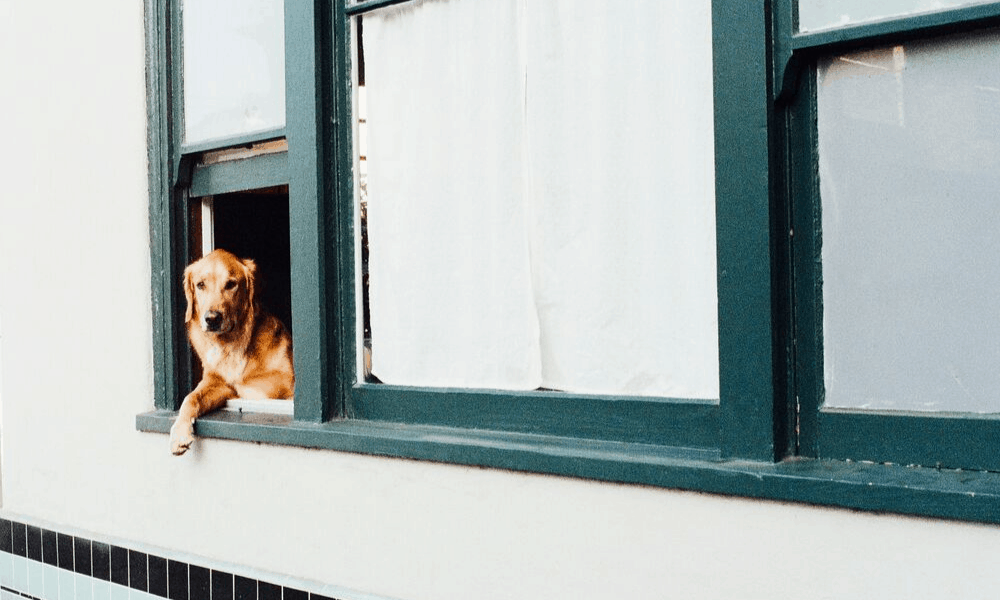 If you're planning a trip with your dog and using Airbnb, use these tips to book the perfect spot. There's more to it than clicking the pets allowed box.
