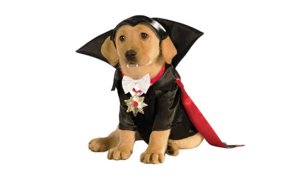 When you don't have the time to make a dog Halloween costume, then head to Amazon! Here are our favorite ten dog halloween costumes on Amazon.