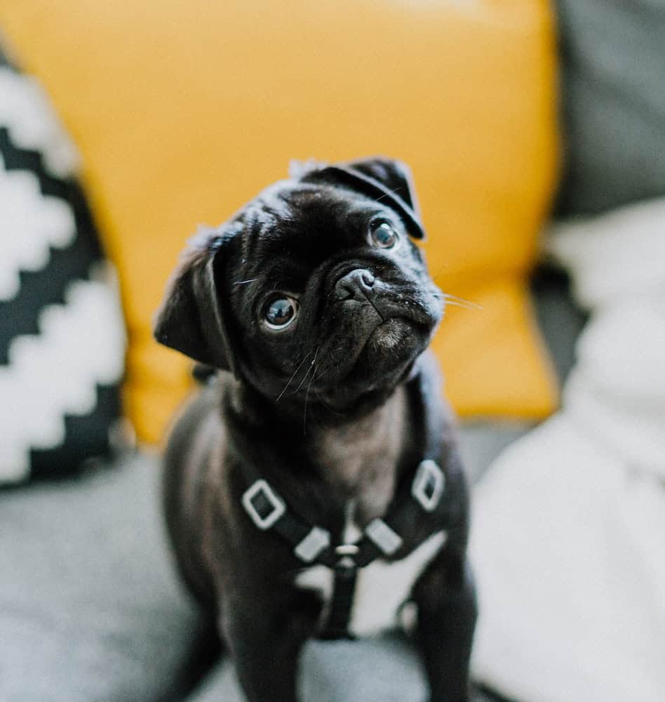 A black pug puppy looks up.