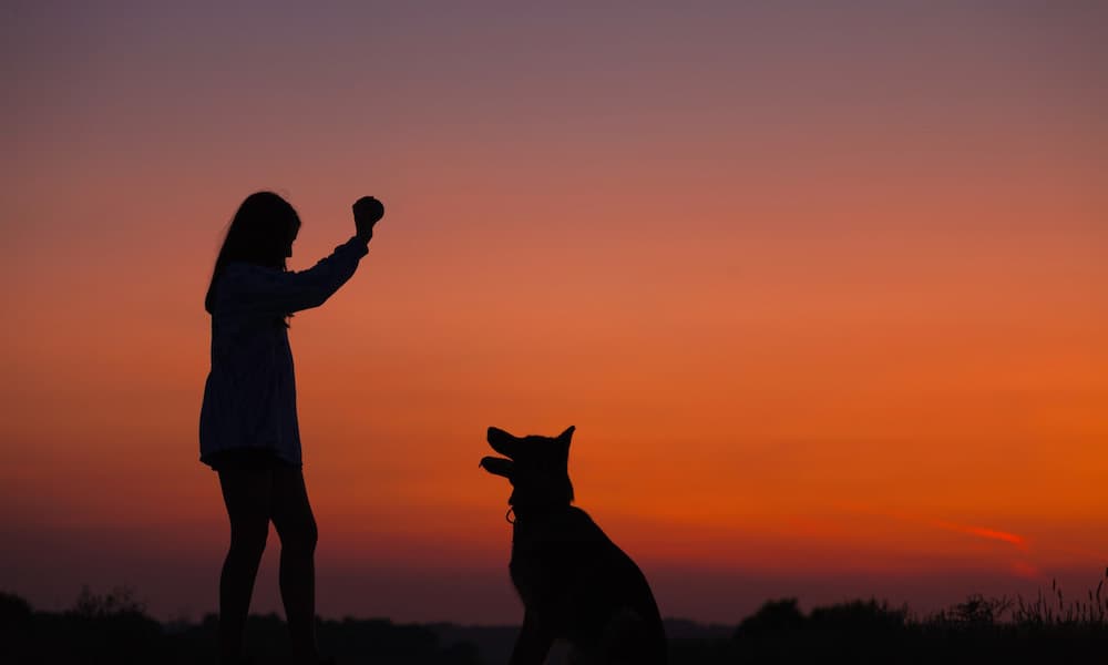 Whether you're staying in a hotel or camping, it's important for your dog to put their best paw forward. Here's a list of commands that are helpful while traveling.