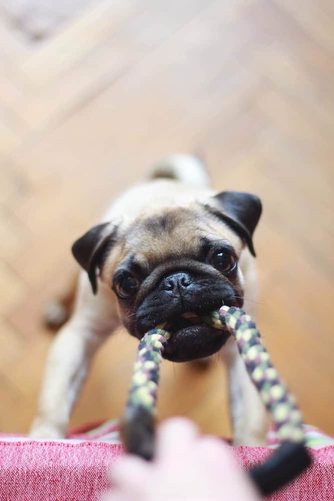 A pug puppy plays with a rope.