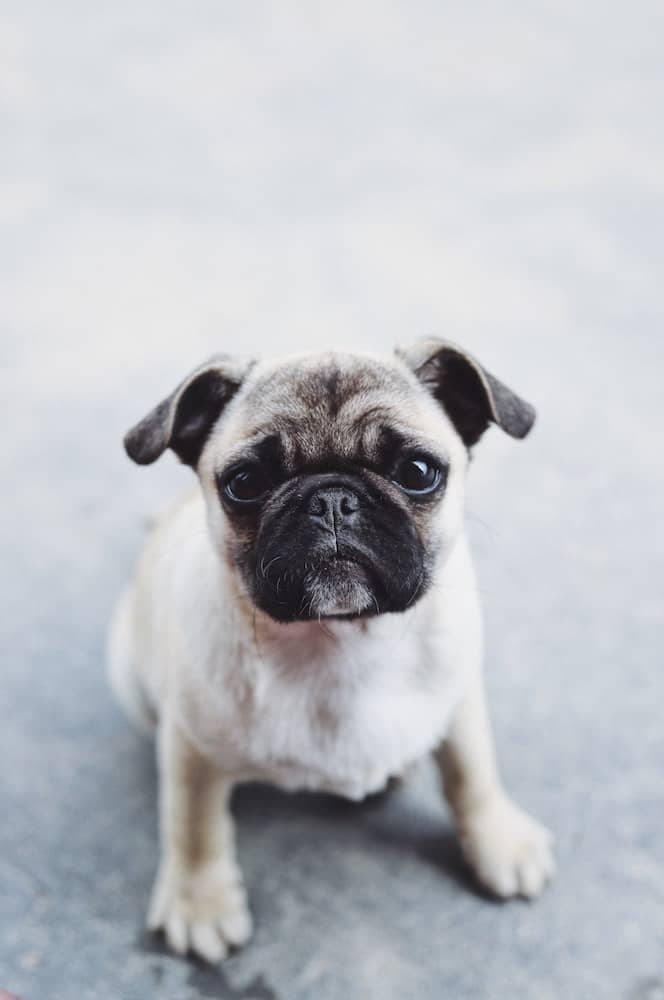 A pug puppy looks at the camera.