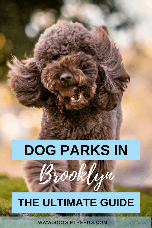 If you're looking for fun things to do with your dog in Brooklyn, head to one of these official dog parks. 
