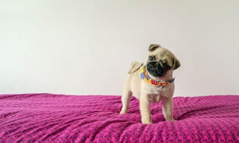 How Much Do Pugs Cost? Let’s Talk Pug Prices