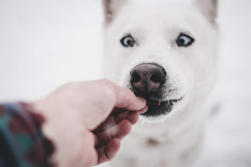 A white dog eats a treat. 