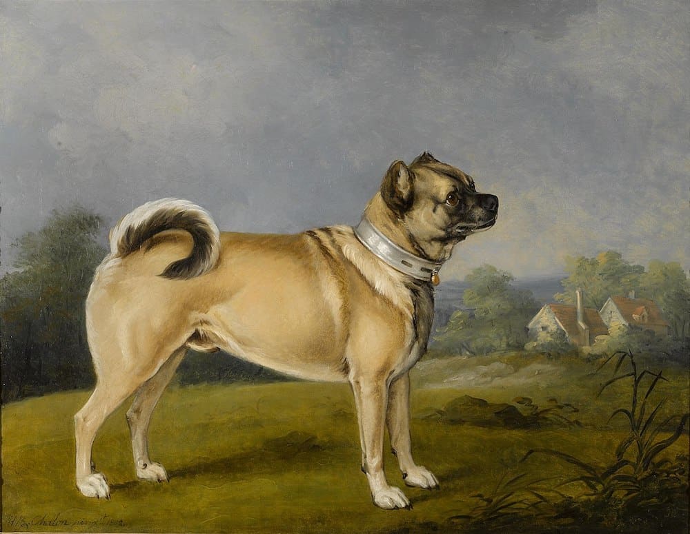A painting of a pug from 1802.