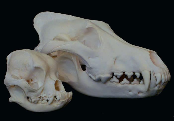 Pug Skull vs Normal Dog Skull