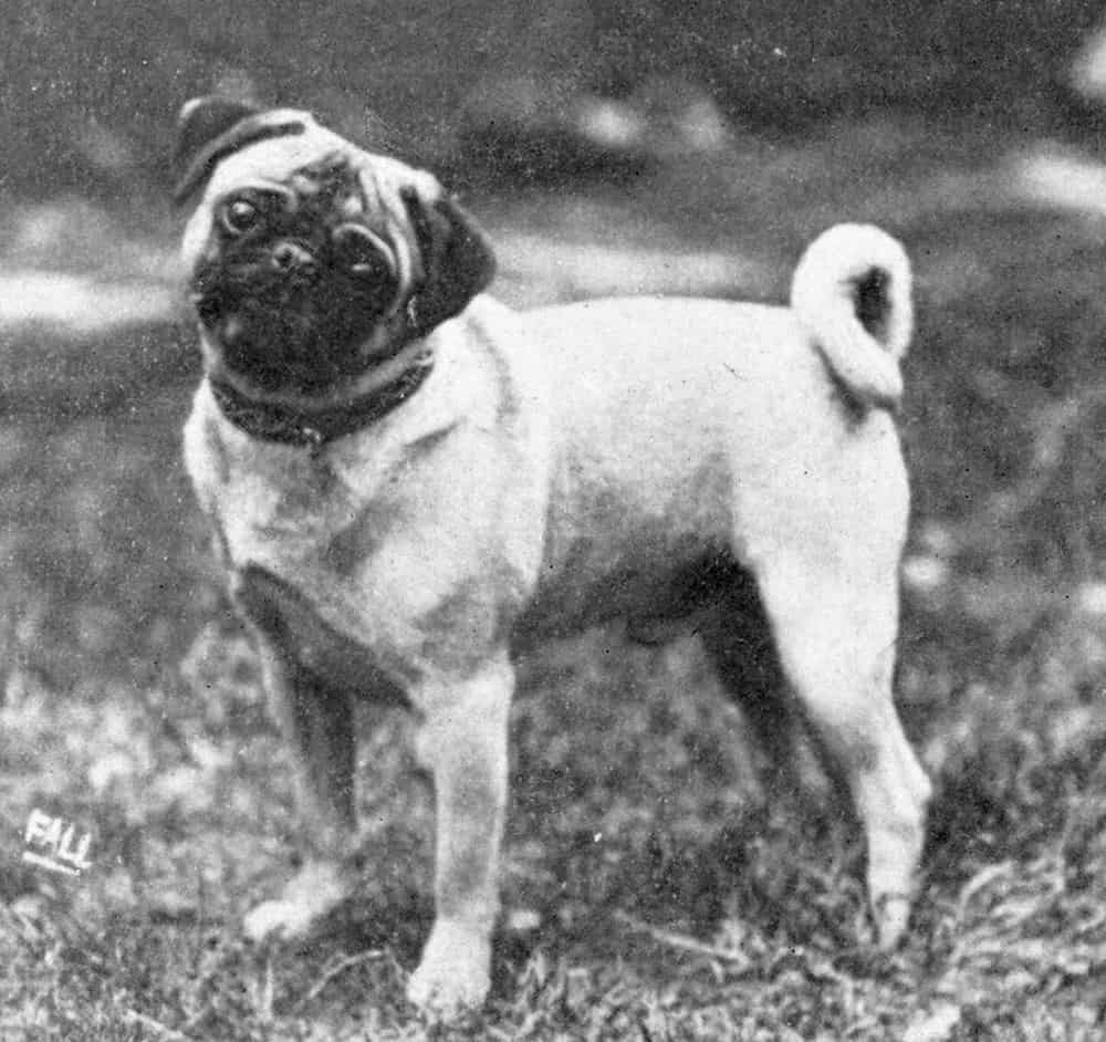 A pug in 1915.