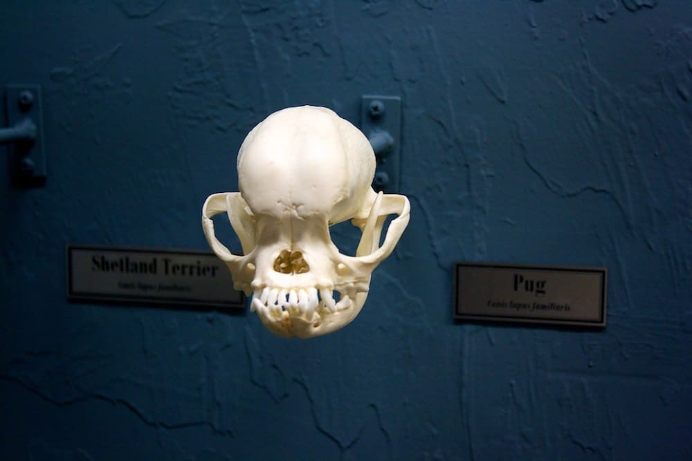 Pug skull