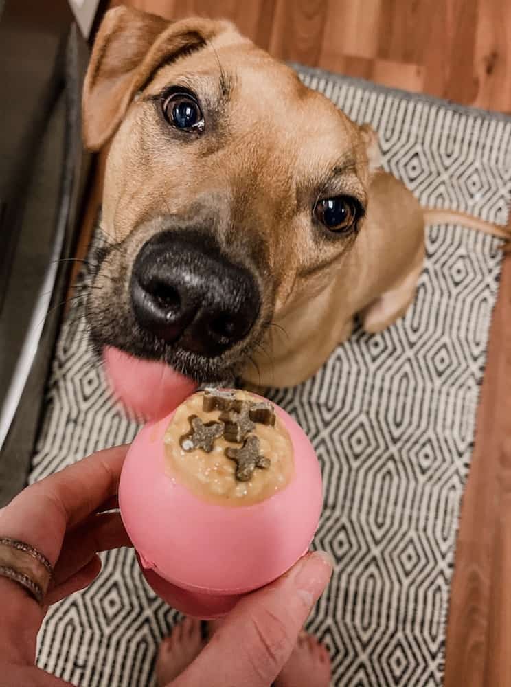 A dog enjoys a fully KONG dog toy.