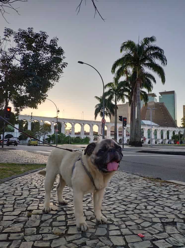 Boogie the pug in Rio de Janeiro. 