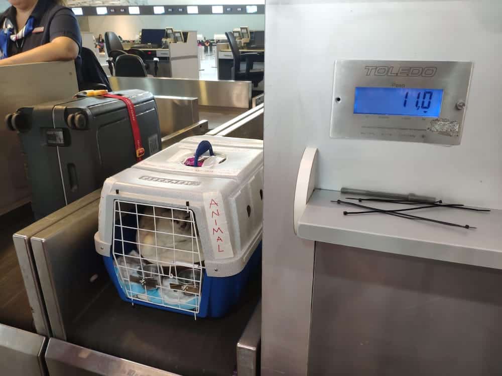 Kitty and his kennel are weight before being loaded into cargo.