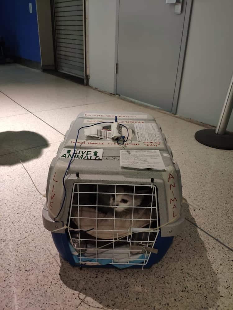 Kitty waiting to get picked up after flying cargo. 