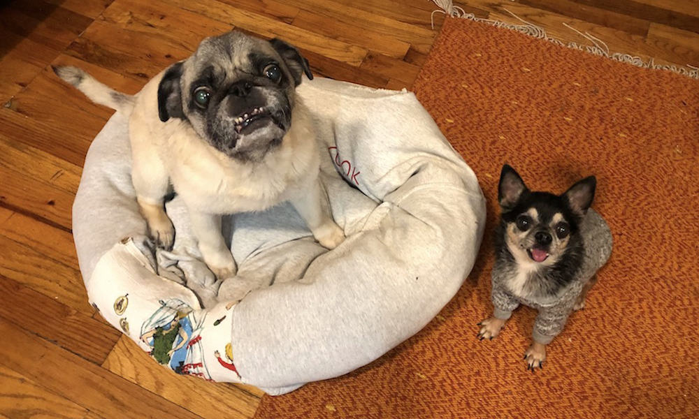 Breathe new life into your old sweatshirt by turning it into a pet bed! This is a quick and easy project that you can do at home.