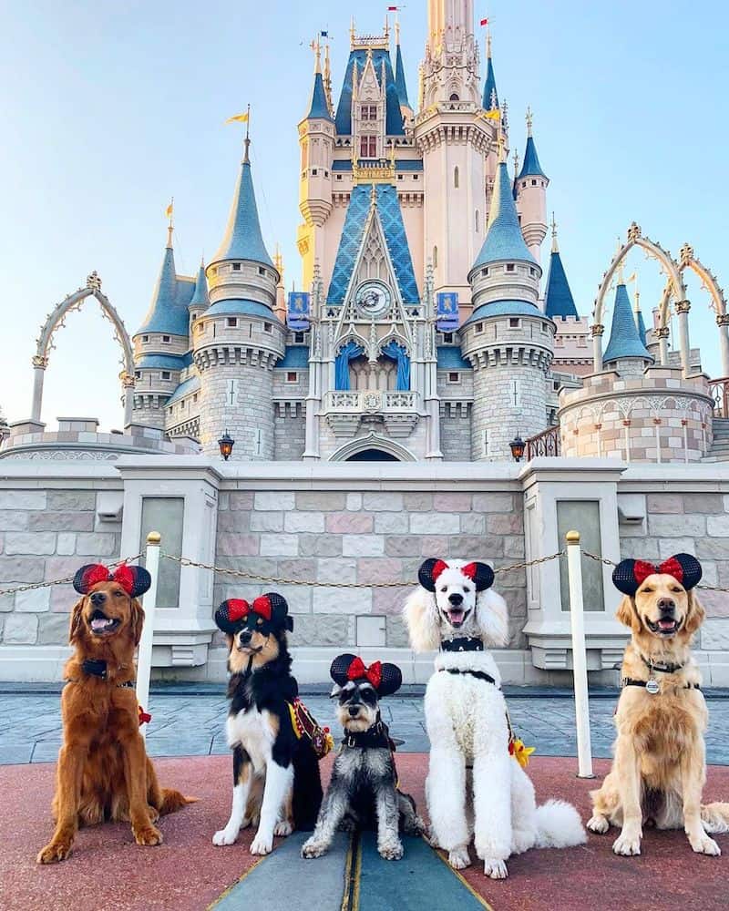 Service dogs at Disney World.