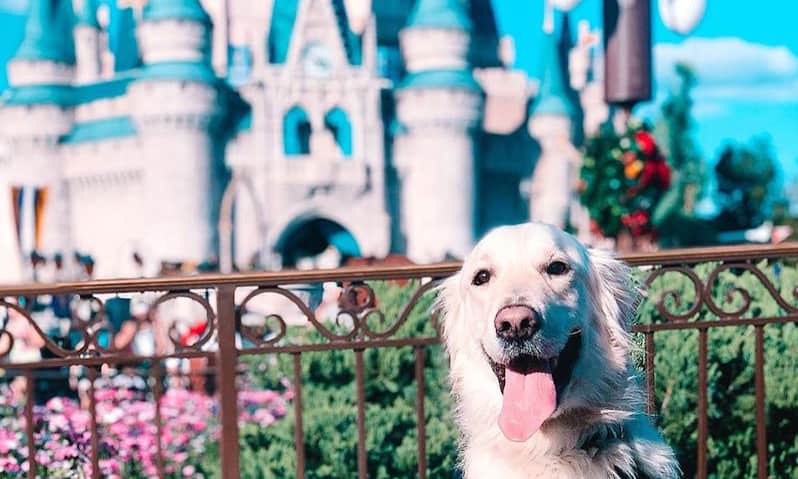 Thinking of visiting Disney World with a dog? Well, it's possible! A Disney fan and employee shares the low down on Disney with dogs.