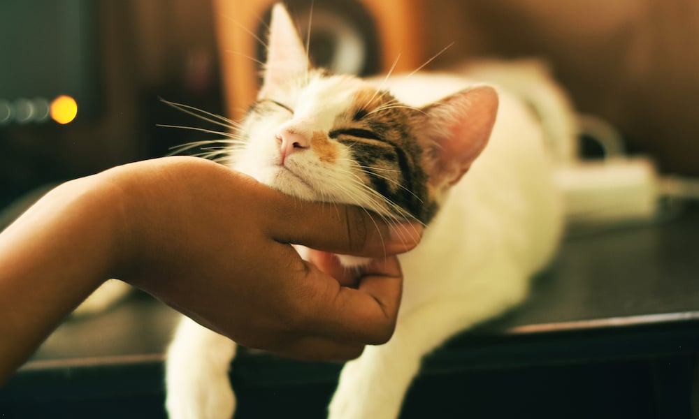 A cat getting their chin scratched.
